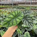 4" Alocasia Dragon Scale